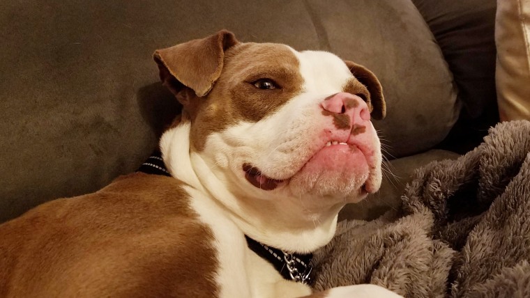 Ah, the bliss of lying on a couch in a home.