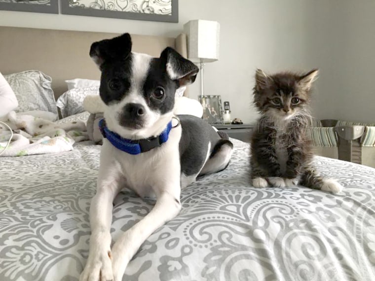 Skeeter the dog loves his kitten Roo.