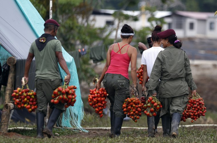 Rebels of Revolutionary Armed Forces of Colombia, FARC, harvest chontaduro or peach palm at their camp in La Carmelita near Puerto Asis in Colombia's southwestern state of Putumayo, Wednesday, March 1, 2017.