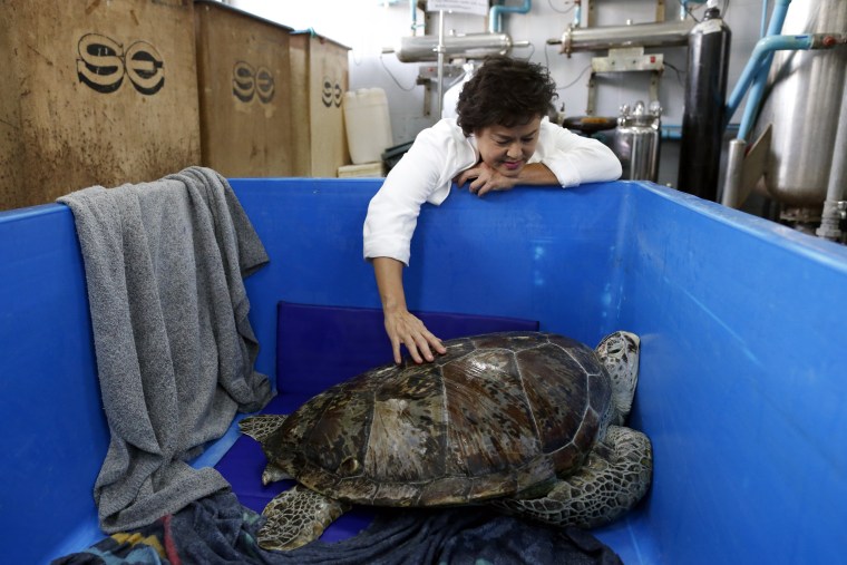 Sea Turtle With Stomachache Has Surgery to Remove 915 Coins