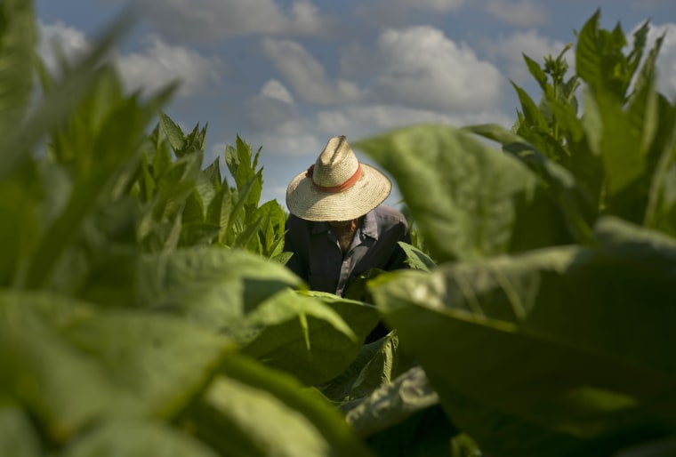 A picker collects tobacco leaves.