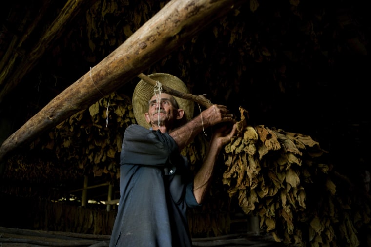 A worker hangs tobacco leaves in a drying shed at the Martinez tobacco farm in Cuba.