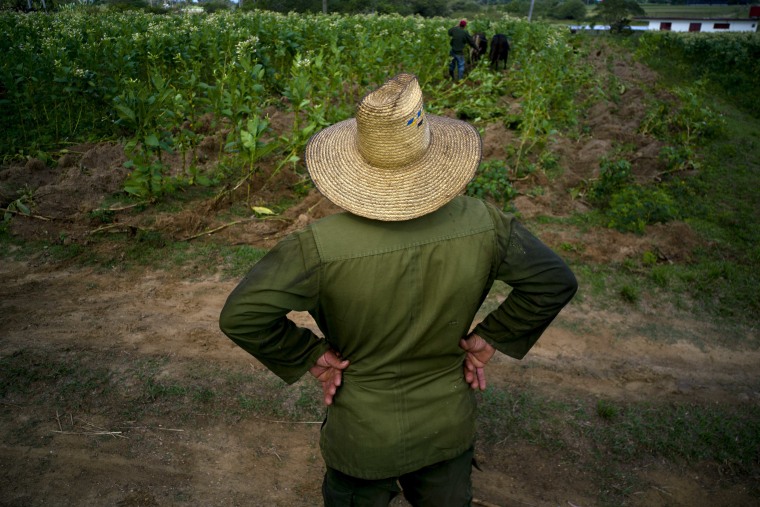 Tobacco farm owner Luis Martinez watches as a worker clears the ground of lose tobacco leaves.