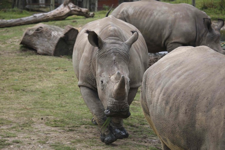Image: The rhinoceros Vince