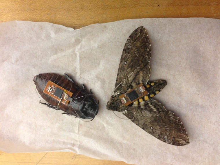 Image: cockroach and moth cyborgs