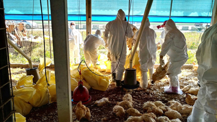 Image: Health workers slaughter chickens on a farm in Yunlin County, Taiwan
