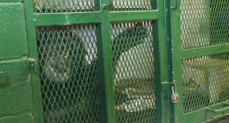 Image: Tommy the chimpanzee in a cage