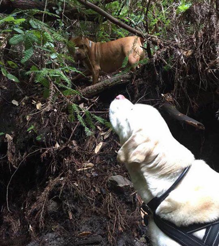 Firefighter rescues blind dog lost in woods for 8 days, then turns down reward