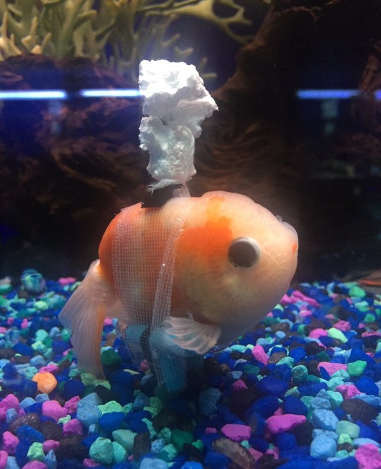 This goldfish was having buoyancy problems so his person concocted a goldfish "wheelchair."