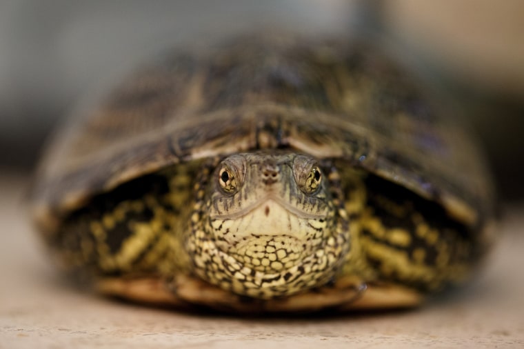 Why the CDC is warning families against adopting pet turtles