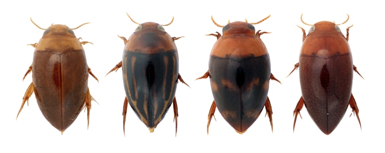 Photos of aquatic beetles taken by Stephen Baca, from left to right: synchortus, suphisellus simoni, canthysellus, hydrocanthus.