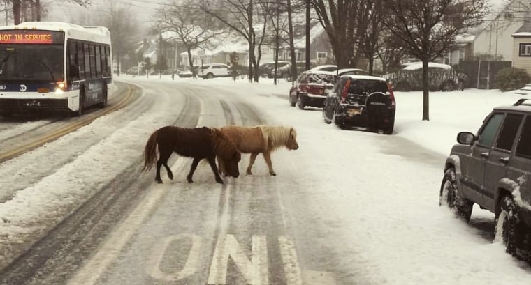 IMAGE: Ponies frolic in New York snow