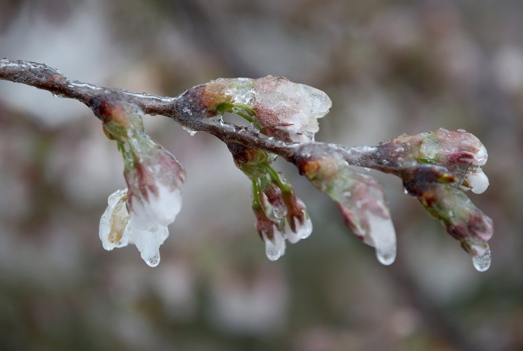 Image: Ice covers cherry blossoms near the Jefferson Memorial after a snow and ice storm