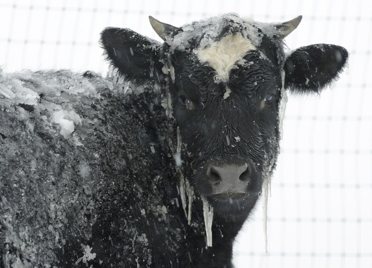 Image: A cow stands in pasture during a winter snow storm