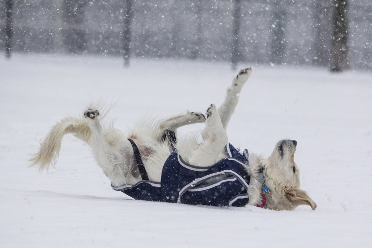 Image: A dog rolls in the snow on the Boston Common