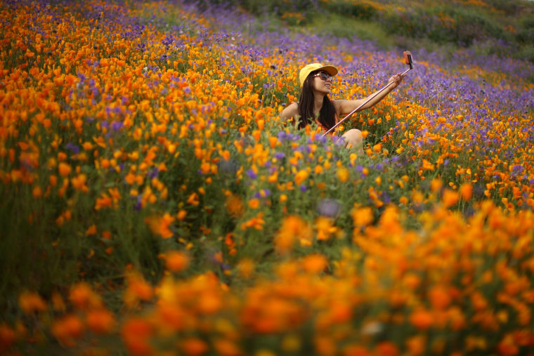 Image: A woman uses a selfie stick to photograph herself in a massive spring wildflower bloom caused by a wet winter in Lake Elsinore