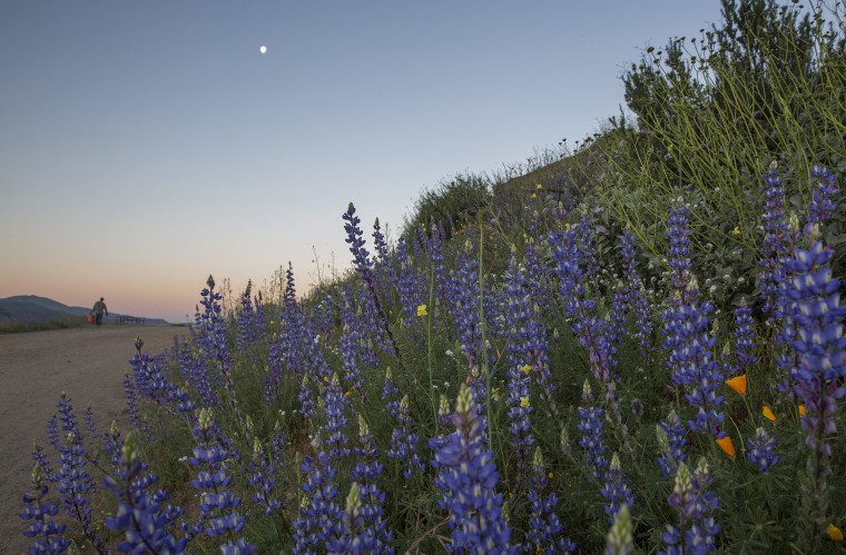 Image: Sea Of Springtime Wildflowers Spreads Across Southern California