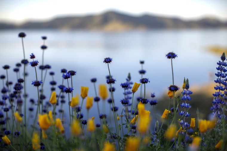 Image: Sea Of Springtime Wildflowers Spreads Across Southern California