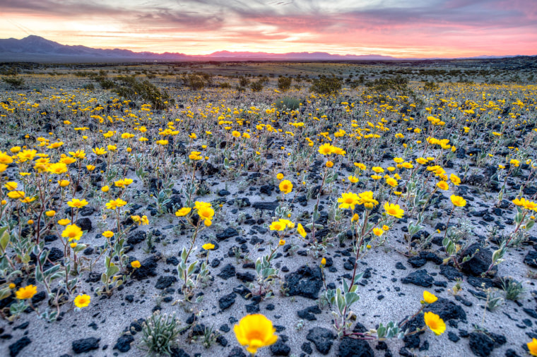 Image: Super Bloom of Desert Flowers in California