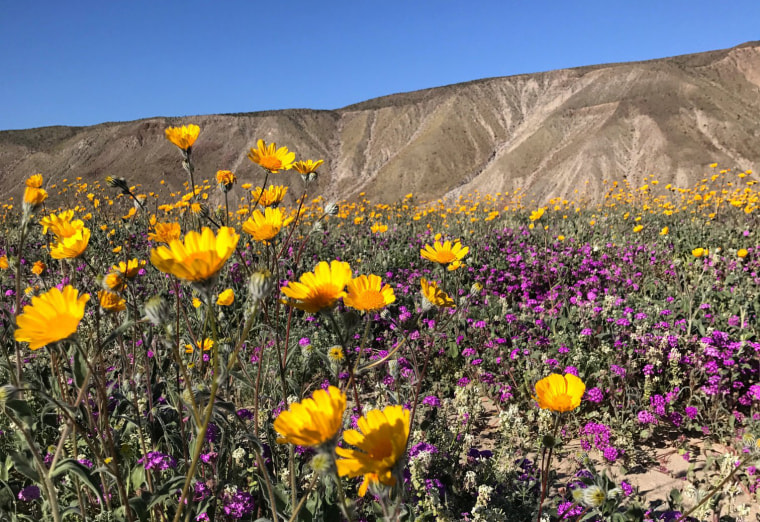 Image: A massive spring wildflower bloom caused by a wet winter is seen in Anza-Borrego Desert State Park