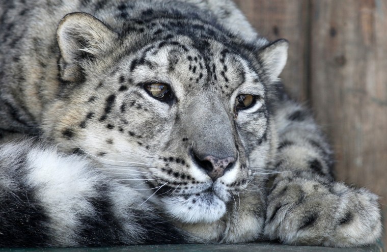 Image: A female snow leopard