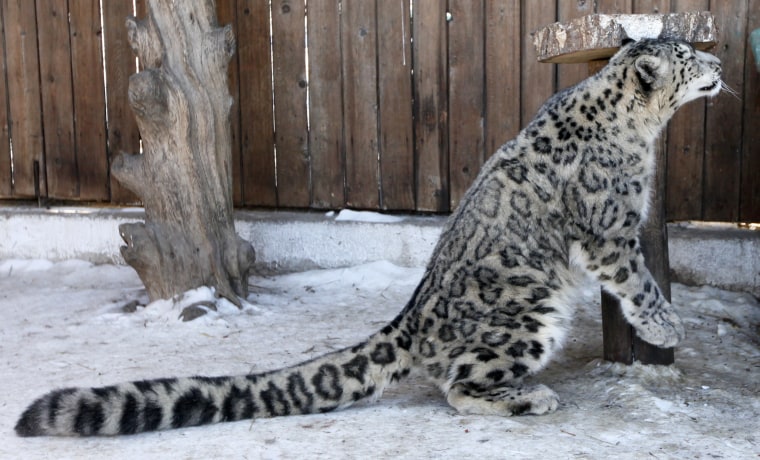 Image: Bianca, a female snow leopard