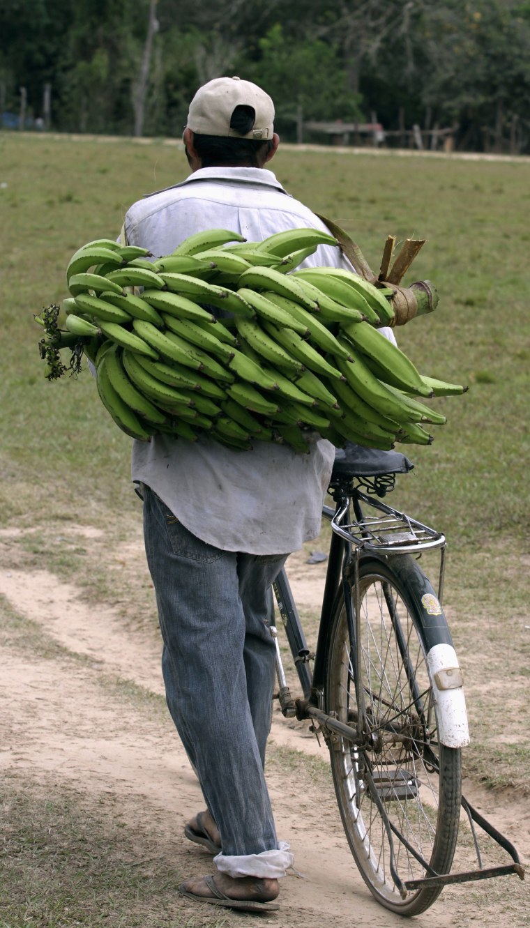 Image: Tsimane man transports bananas  in La Embocada town, Bolivia