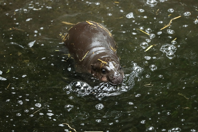 Image: BESTPIX Taronga's New Baby Pygmy Hippo Makes Public Debut