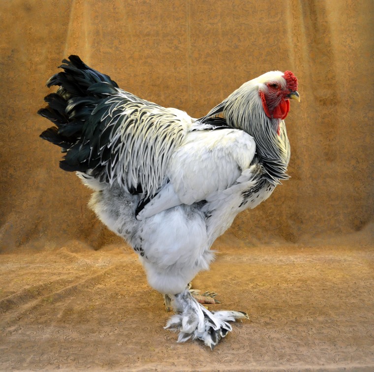 White Brahma Chicken  Brahma chicken, Chicken breeds, Beautiful chickens