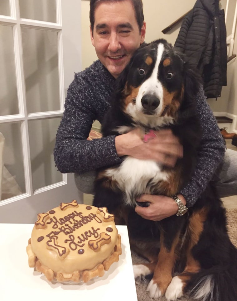 Dogs watching dog clearance cake