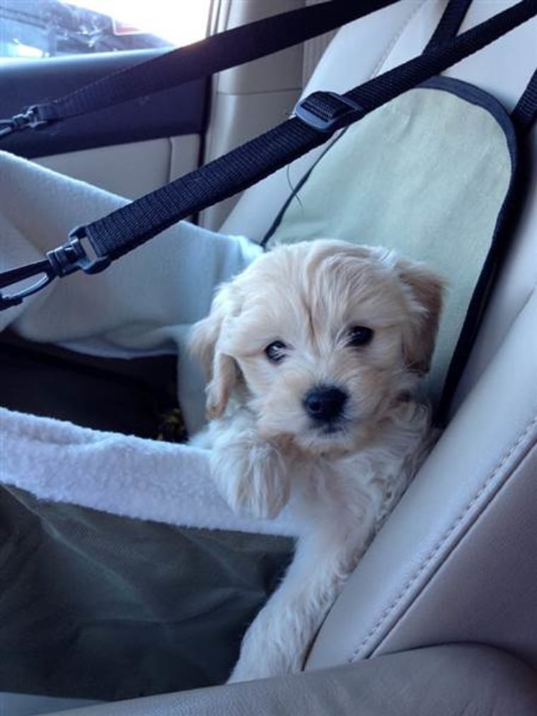 Jenny Sargent Parham straps her tiny pooch in for a drive. "They really are like your children," she wrote on TODAY's Facebook page.