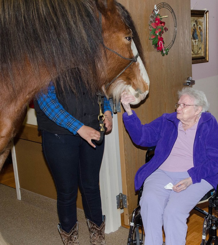 Clydesdale that visited the Village of East Harbor Senior Living Community for pet therapy.