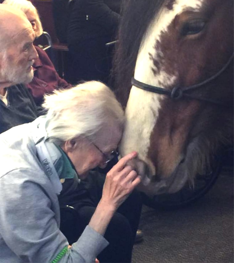 Clydesdale that visited the Village of East Harbor Senior Living Community for pet therapy.