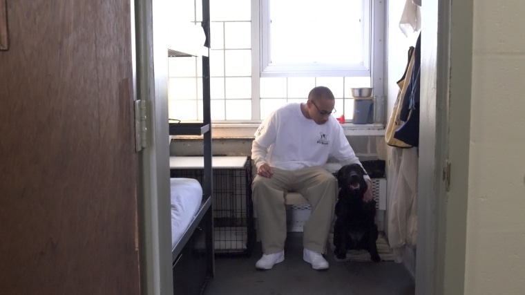 America's Vet Dogs Prison dogs at Enfield