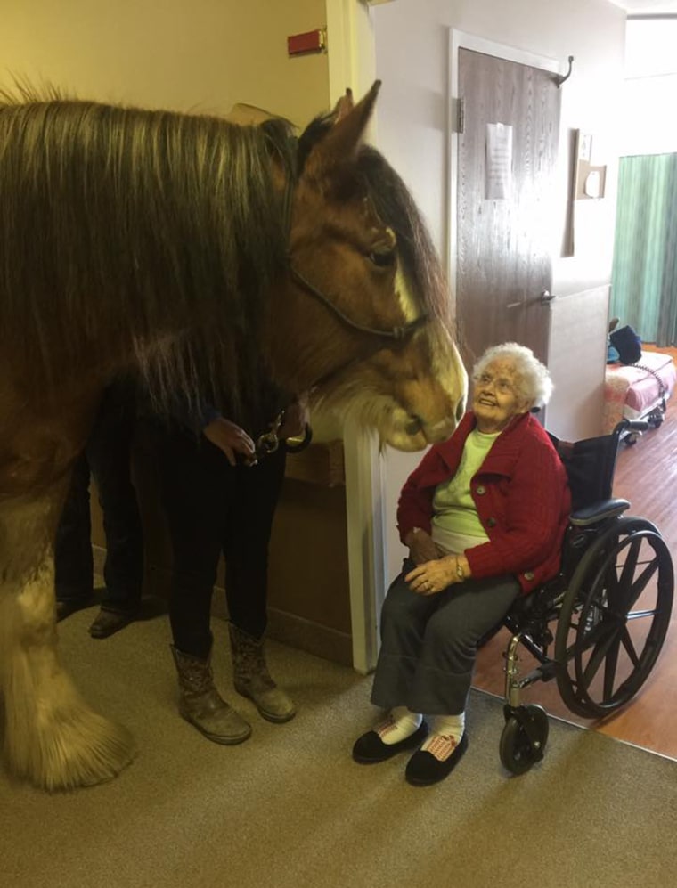 Neigh-Neigh the Clydesdale at the Village of East Harbor Senior Living Community in Michigan last week.