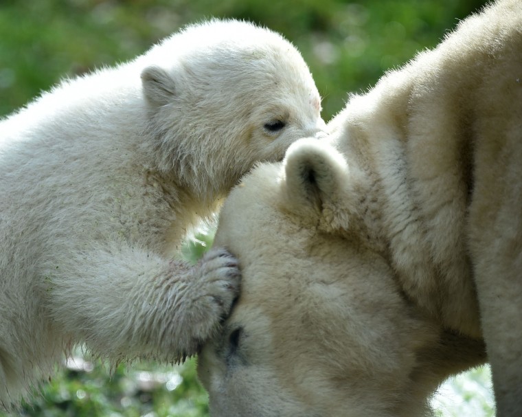 Image: GERMANY-ANIMALS-ZOO-POLAR-BEAR
