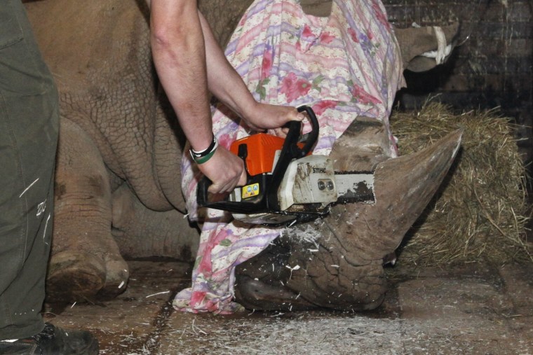 Image: Removes a horn of Southern White Rhino