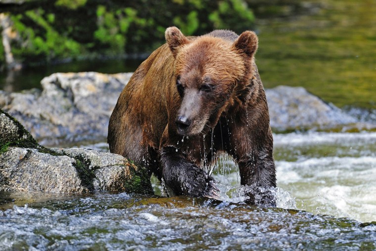 Image: A brown bear fishes for salmon in Alaska