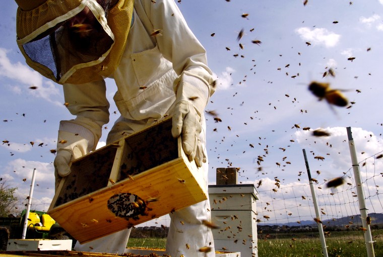 LITTLETON, COLO., MAY 03, 2005 -- Tanner Thompson, 17<cq>, an employee of Denver Botanic Gardens, Tuesday, May 03, 2005, install 30,000 honeybees into beehives, at the Denver Botanic Gardens at Chatfield, to replace the ones they lost to the varroa mite.