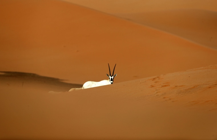 Image: Arabian Oryx are seen at the Arabian Oryx Sanctuary in Um al-Zamool, near the United Arab Emirates' border with Saudi Arabia on March 23, 2017.