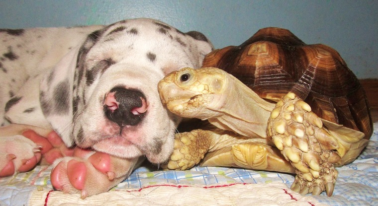 Crouton the tortoise really loves puppies.