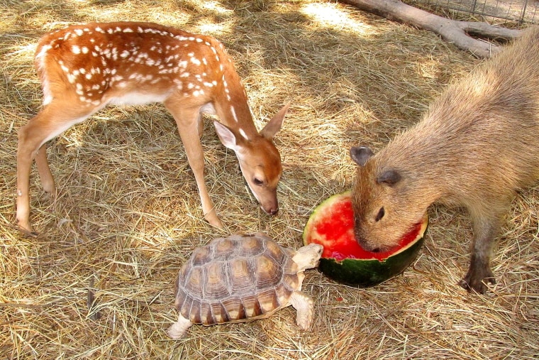 All kinds of animals form friendships at the sanctuary.