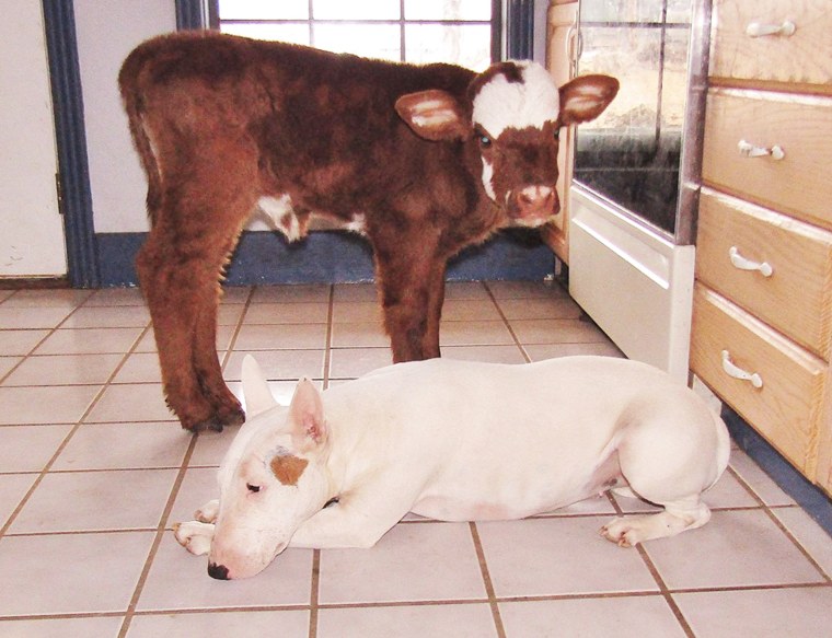 Rescued mini cow is living in paradise with her best friends – dogs!