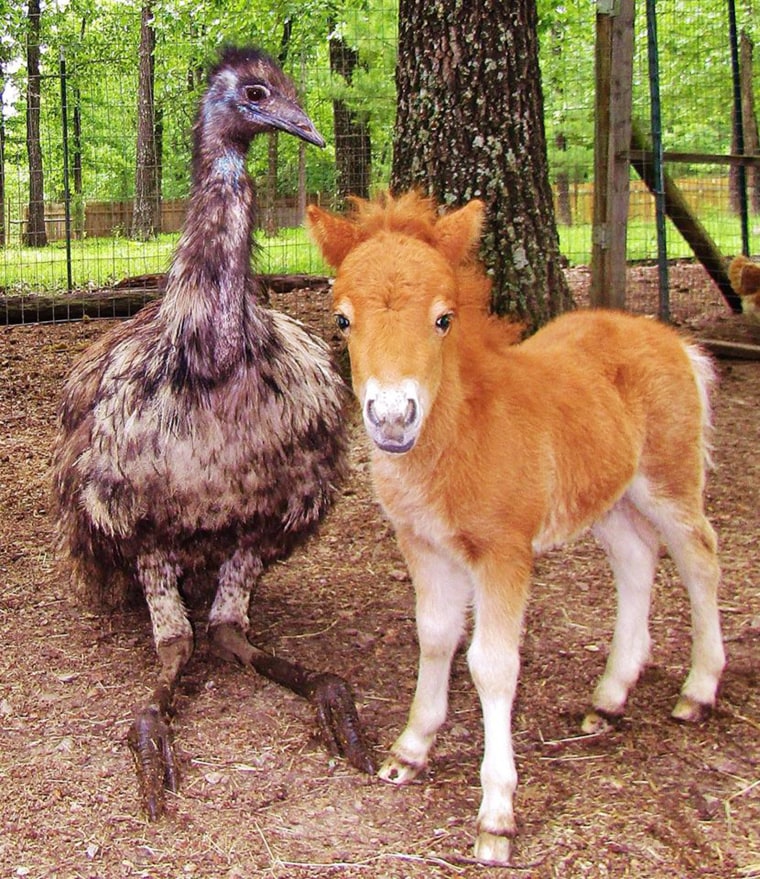 Two of the critters who've found friendship at Rocky Ridge Refuge.