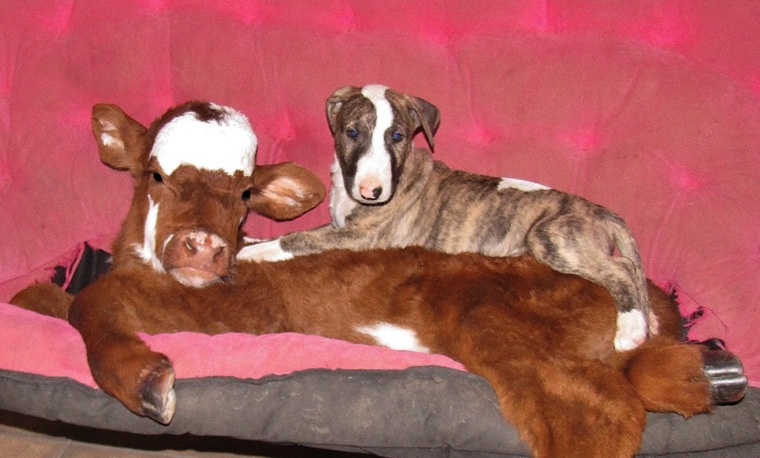 Rescued mini cow is living in paradise with her best friends – dogs!