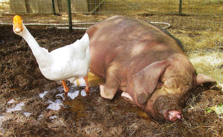 And why wouldn't a goose and pig be best friends?