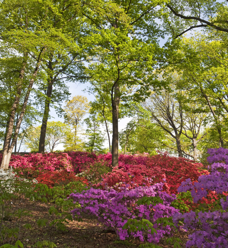 Azalea Garden at the New York Botanical Garden