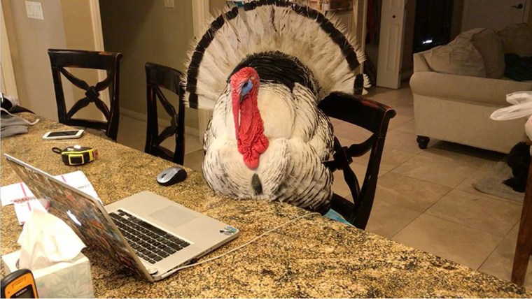 Albert the turkey rescued from meat farm is now living a comfortable life