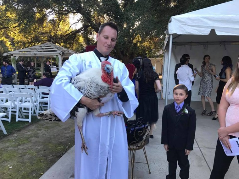 Turkey rescued from meat farm becomes wedding guest of honor