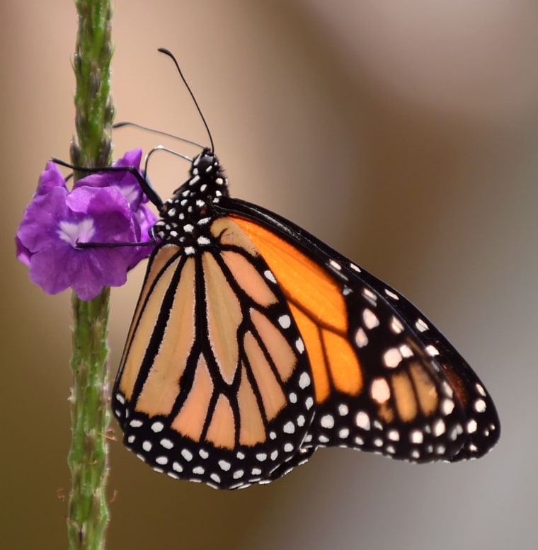 A Monarch butterfly (Danaus plexippus) is pictured at a butterfly farm in the Chapultepec Zoo in Mexico City on April 7, 2017. 

Millions of monarch butterflies arrive each year to Mexico after travelling more than 4,500 kilometres from the United States and Canada.